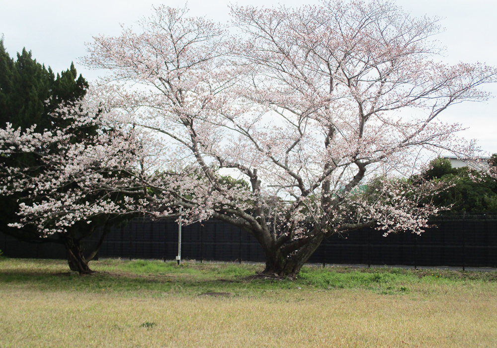 Cherry blossoms