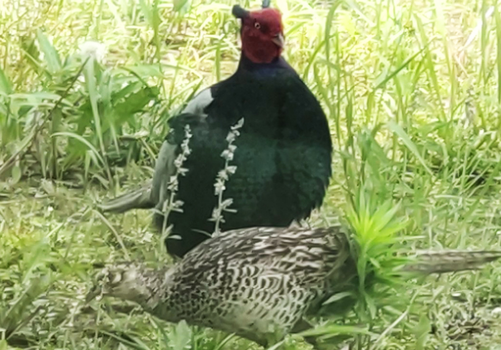 Common Pheasant