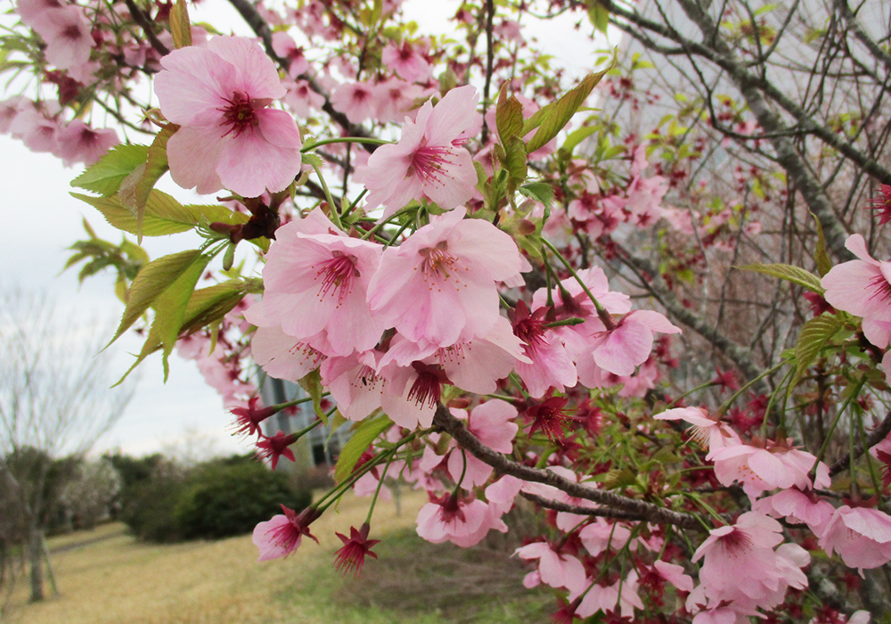 Mountain cherry; Cerasus jamasakura